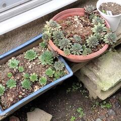 観葉植物の画像