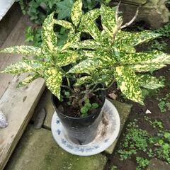 観葉植物の画像