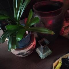 観葉植物