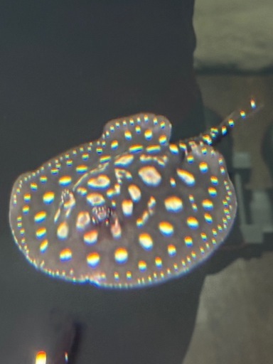 ダイヤモンドポルカベビー♂