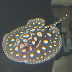 STUSSY メッシュベースボールシャツLサイズ 黒