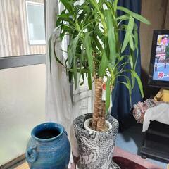 観葉植物