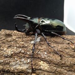 ミンダナオアトラスオオカブトムシ♂単品　9-2