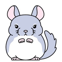 ちんちら　チンチラ　バイオレット　　里親募集