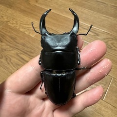 熊本産オオクワガタ　オスのみ　　