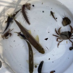 サワガニ、イモリ、淡水魚（ドジョウ、ヨシノボリ、小魚）など譲って...