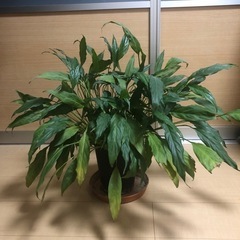 観葉植物　スパティフィラム