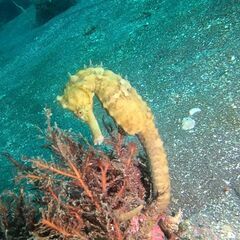 セルフダイビング仲間募集