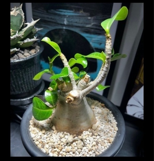 塊根植物セット　アデニウム　アガベセット