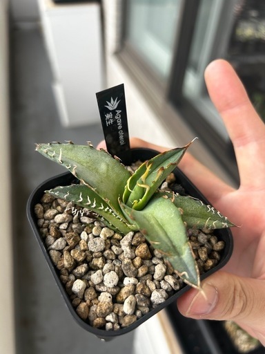 塊根植物セット　アデニウム　アガベセット