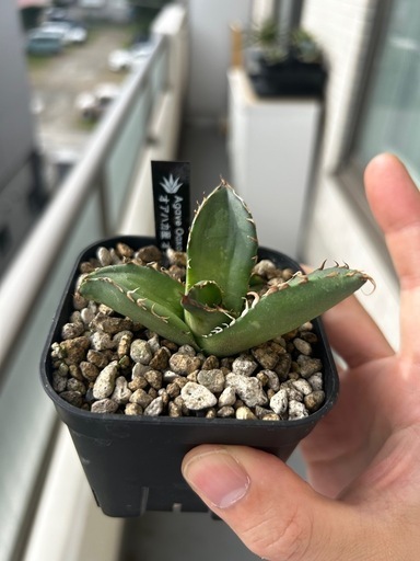 塊根植物セット　アデニウム　アガベセット