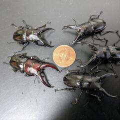 アマミノコギリクワガタ（中歯型オス5頭、メス4頭）