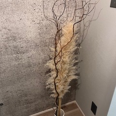 【ご成約】雲竜柳とパンパスグラスの画像