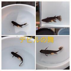 メダカ　デビルの舞