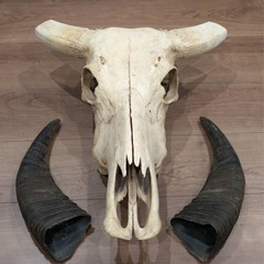 バッファロー スカル