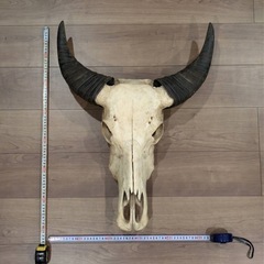 バッファロー スカル