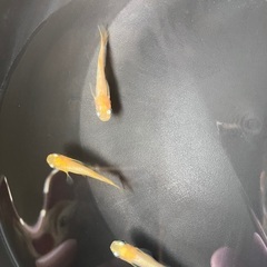 ※取引中　組み合わせ自由 メダカ 稚魚 10匹セット 500円の画像