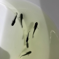 ※取引中　組み合わせ自由 メダカ 稚魚 10匹セット 500円の画像