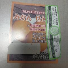 高級みかんのせとかです。の画像