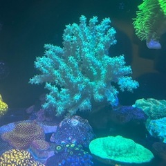 グリーンのトサカ、大きめ