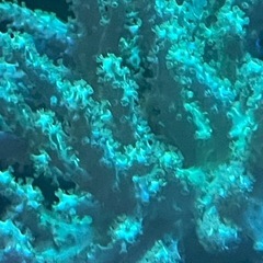 グリーンのトサカ、大きめの画像