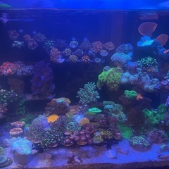 グリーンのトサカ、大きめの画像