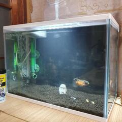 GEX水槽 40cm