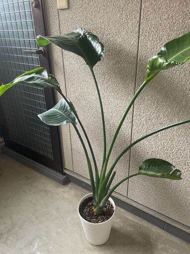 観葉植物⑪ストレチア・オーガスタ