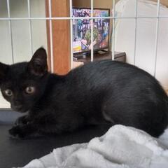 黒子猫２ヶ月の女の子です。