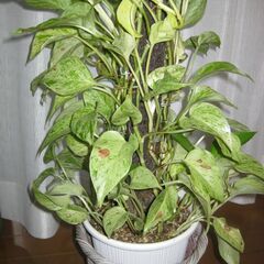 観葉植物♪ポトスマーブルクィーン♡支柱仕立ての画像