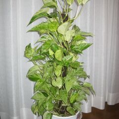 観葉植物♪ポトスマーブルクィーン♡支柱仕立ての画像