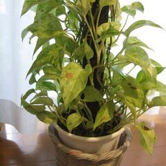 観葉植物♪ポトスマーブルクィーン♡支柱仕立ての画像