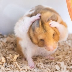 ハムスター好きな方💓