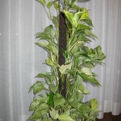 観葉植物♪ポトスマーブルクィーン♡支柱仕立ての画像