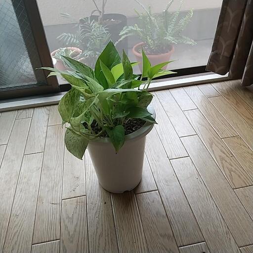 今週引き取りのみ【①ポトス　プラ鉢】