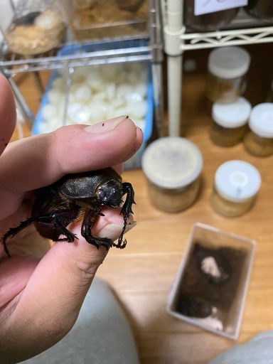 ヘラクレスオオカブトレッドアイ血統
