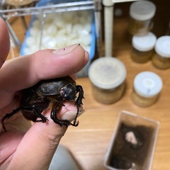 ヘラクレスオオカブトレッドアイ血統