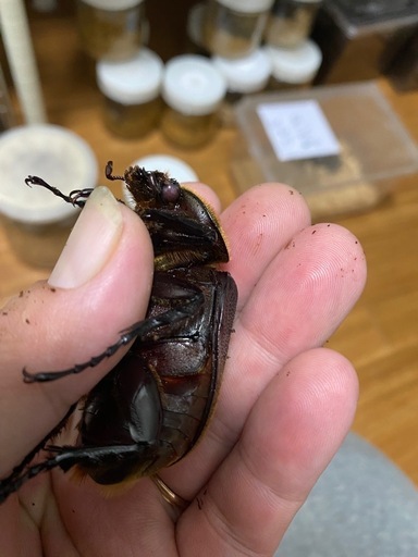 ヘラクレスオオカブトレッドアイ血統