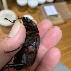 ヘラクレスオオカブトレッドアイ血統の画像