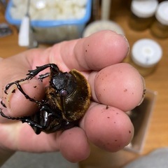 ヘラクレスオオカブトレッドアイ血統の画像