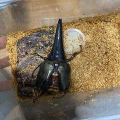 ヘラクレスオオカブトレッドアイ血統の画像