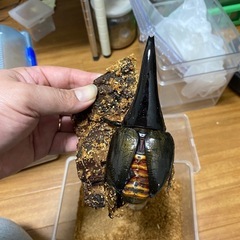 ヘラクレスオオカブトレッドアイ血統の画像