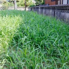 🌱空き地の草刈り🌿草むしり🌲木の伐採【🉐地域限定格安プラン🉐】 - 便利屋