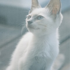 白い猫