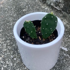 オプンチアフミフサ　うちわサボテン