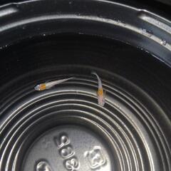 9/16めだか販売の画像