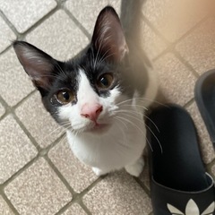 ハチワレ　わんぱく男の子