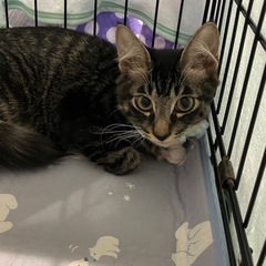 ジョイ♂約5ヶ月🍎【正式譲渡済み】