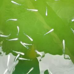 ❮お渡し者決定❯マリアージュキッシングワイドフィン 10匹の画像