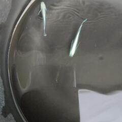 ❮お渡し者決定❯マリアージュキッシングワイドフィン 10匹